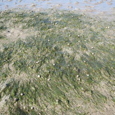Zeegras in Werelderfgoed Waddenzee