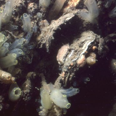 Komen platte oesters straks weer terug in de Waddenzee? FOTO: Hans Waardenburg/BuWa