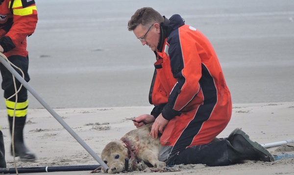 Bert Meerstra snijdt een stuk net weg uit de nek van de zeehond. FOTO: Chris Feenstra