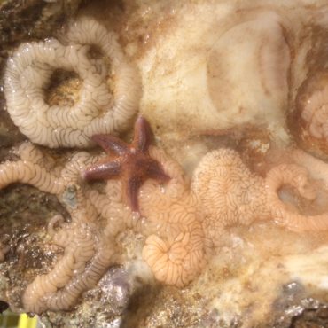 De eitjes van de Vlokkige zeenaaktslak in Werelderfgoed Waddenzee. FOTO: Nico Laros/Waddenunit