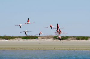 Rob Buiter - Roze flamingo