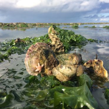 Platte oester in de Waddenzee